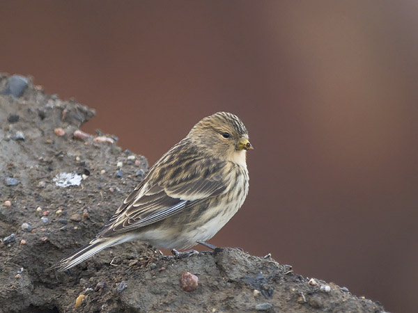 Vuorihemppo, Twite, Carduelis flavirostris